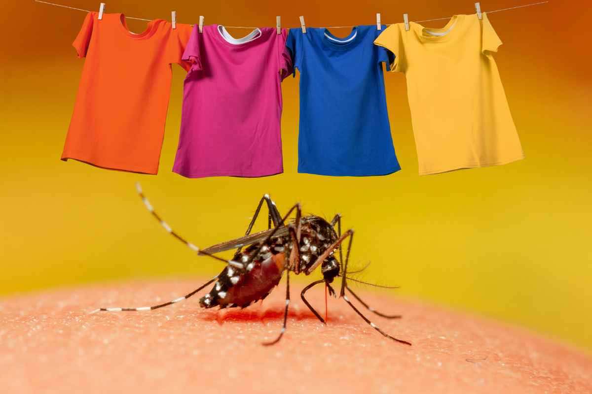 Zanzare abiti color