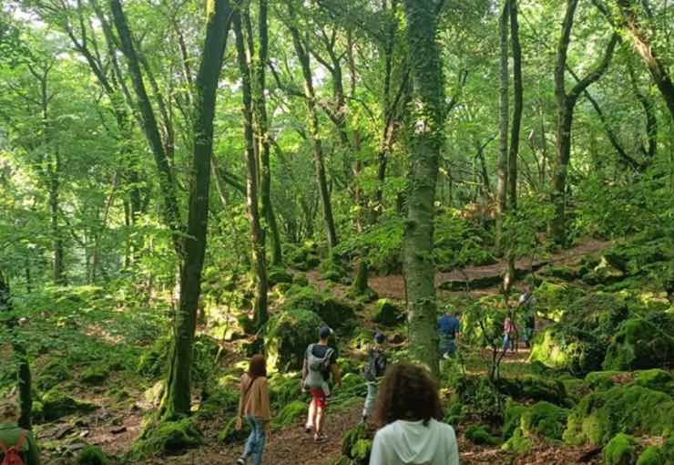 Se sei nel Lazio non puoi perderti questa meraviglia: il bosco del Sasseto di Torre Alfina
