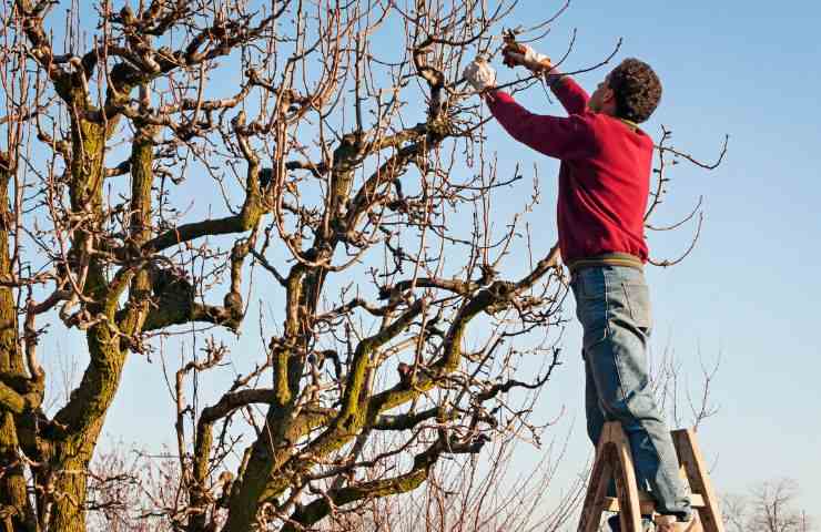 potare rami alberi