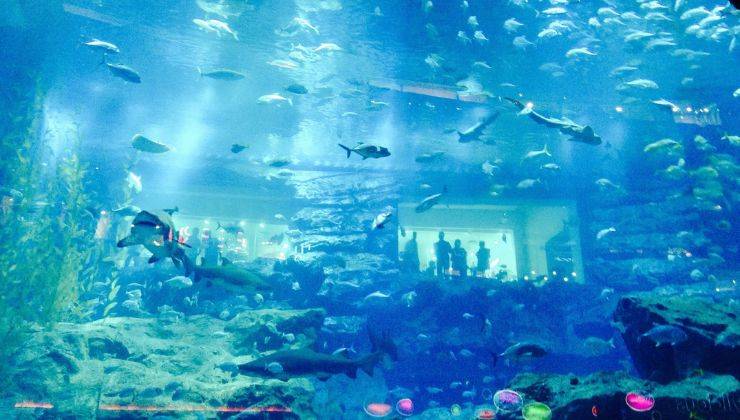 Acquario Roma data inaugurazione