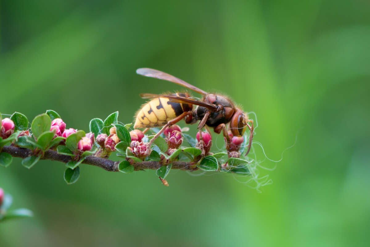 Alla scoperta della vespa Crabro