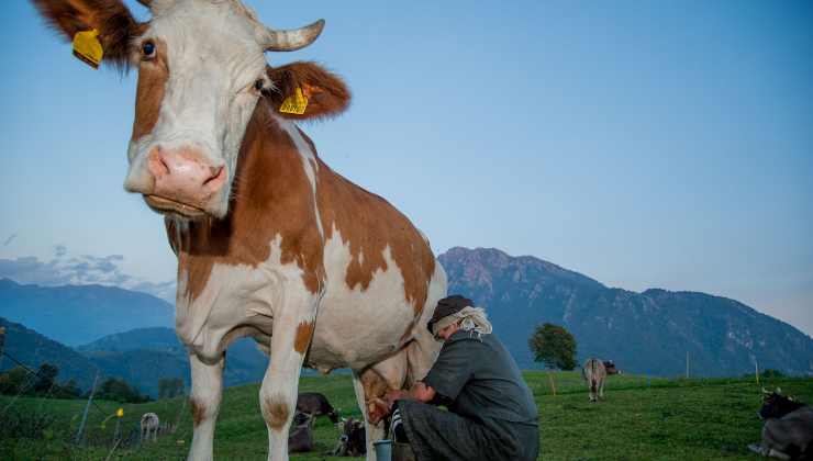 Da dove trae origine il detto “Far venire il latte alle ginocchia”