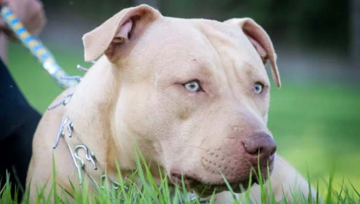 Patentino pitbull sicurezza