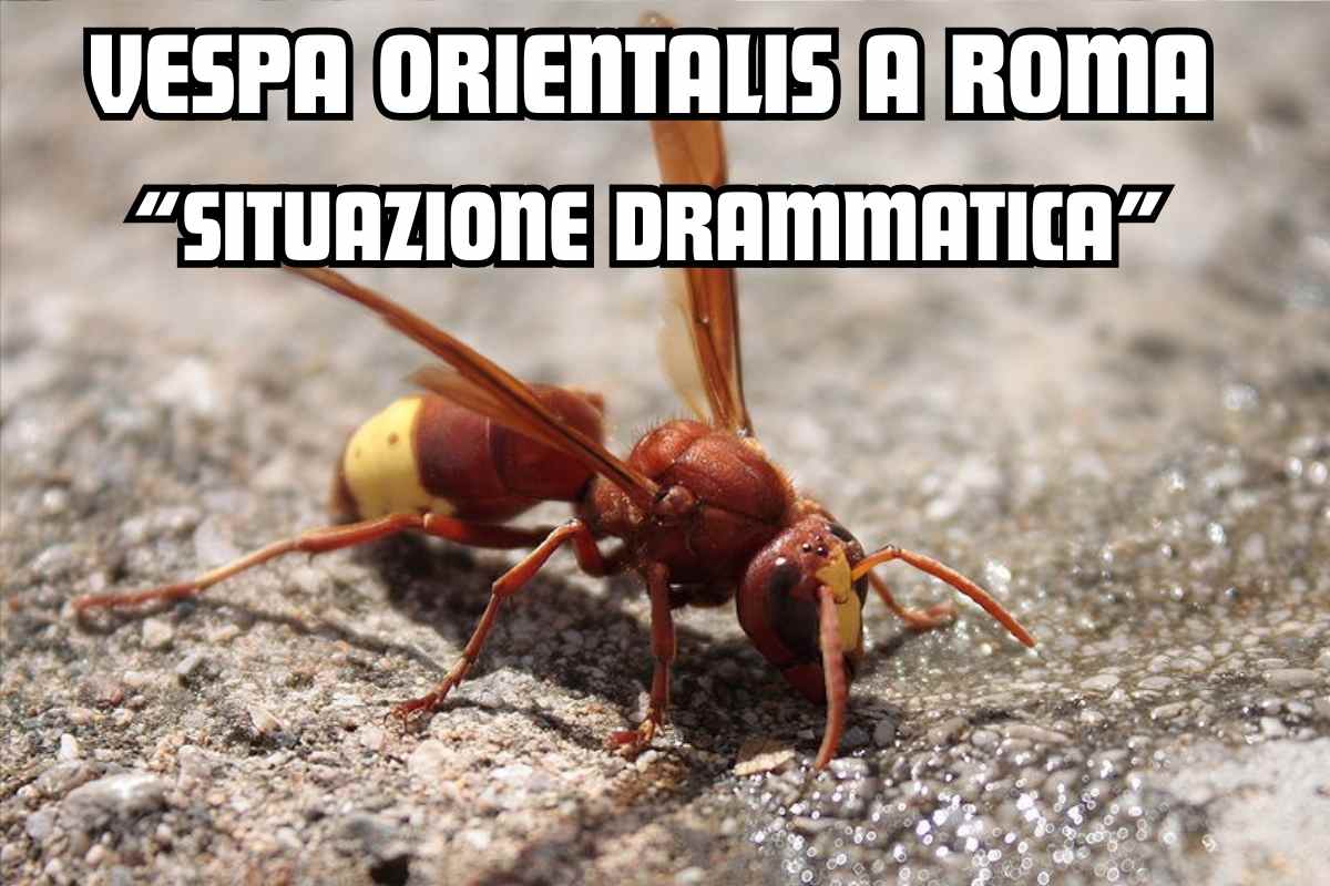 Vespa Orientalis Roma