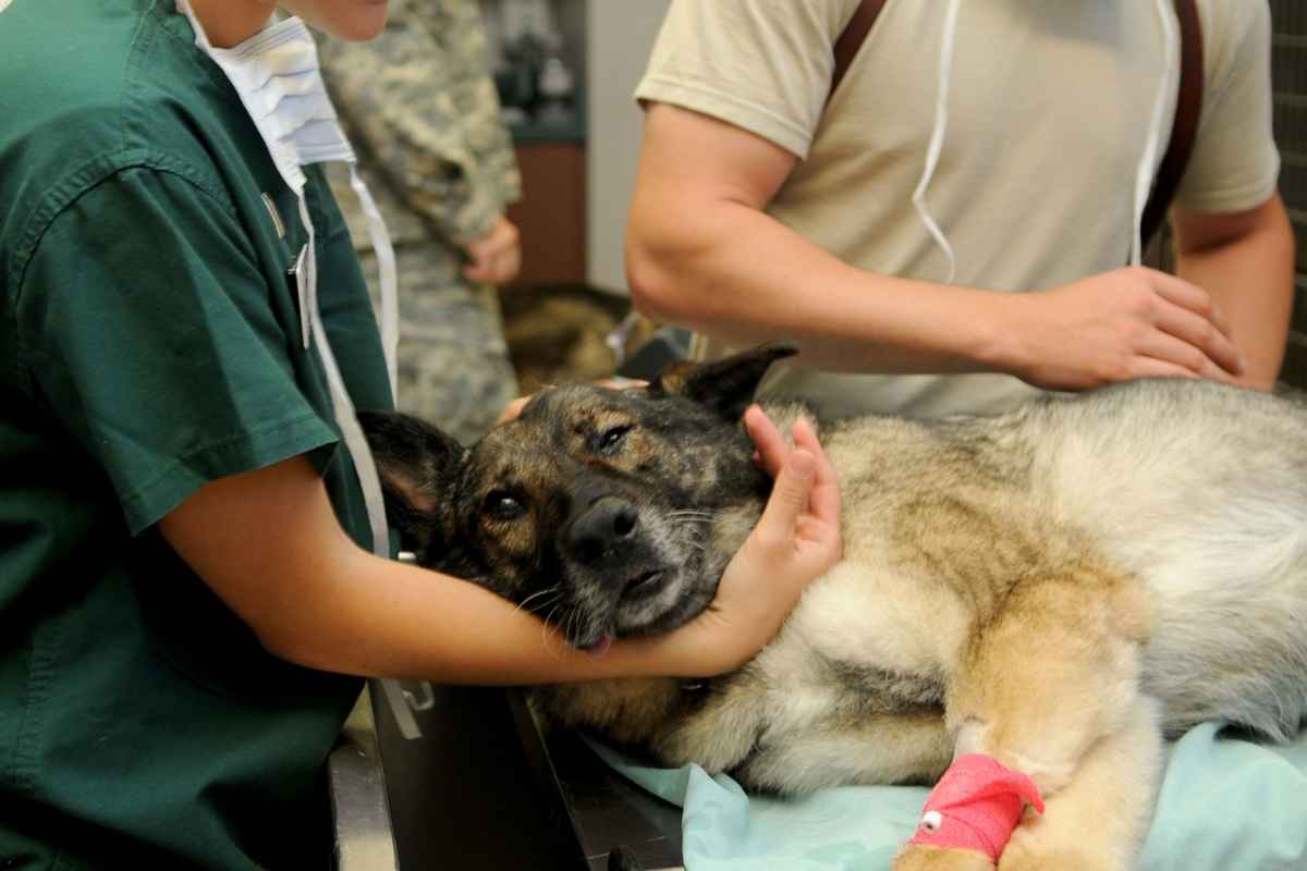 A Roma è nato il primo ambulatorio veterinario completamente gratuito: i dettagli