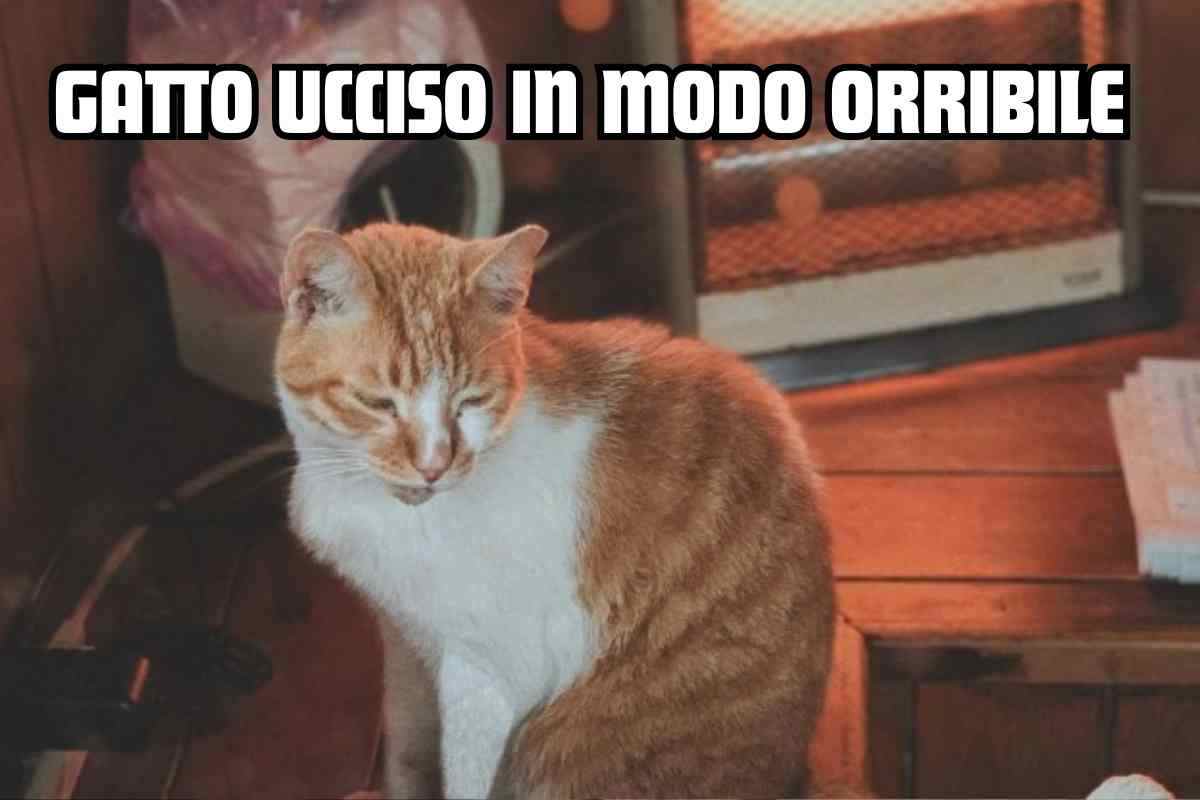 gatto 