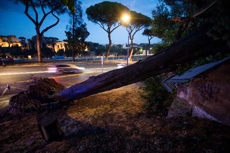 Albero caduto Roma per maltempo